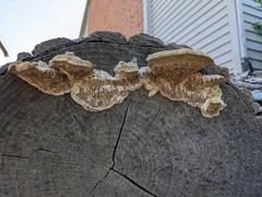 Trametes trogii