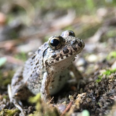 Fejervarya kawamurai