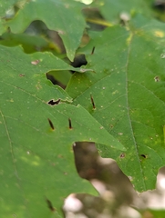 Vasates aceriscrumena