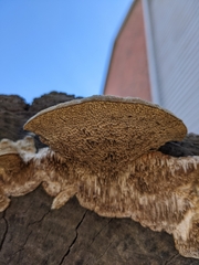 Trametes trogii