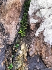 Asplenium marinum