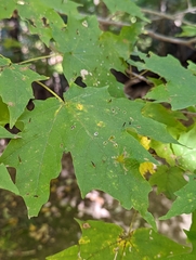 Vasates aceriscrumena