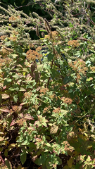 Spiraea japonica