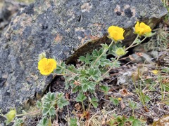 Potentilla subvahliana
