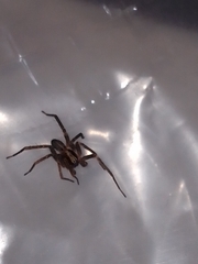 Anyphaena accentuata