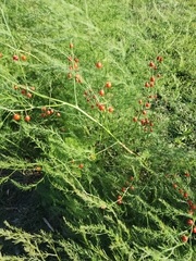Asparagus officinalis