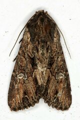 Mniotype occidentalis