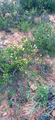 Felicia filifolia