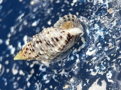 Cerithium eburneum