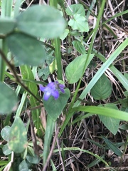 Coccocypselum lanceolatum