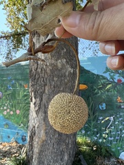 Platanus occidentalis