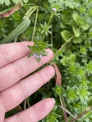 Sherardia arvensis