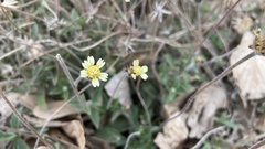 Tridax procumbens