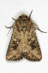 Mythimna languida