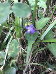 Coccocypselum lanceolatum