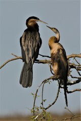 Anhinga rufa rufa