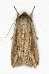 Mythimna riparia
