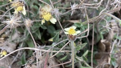 Tridax procumbens
