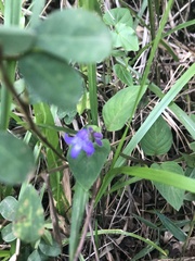 Coccocypselum lanceolatum