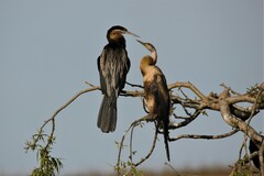 Anhinga rufa rufa