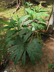 Zingiberaceae