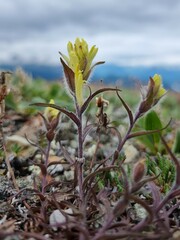 Castilleja hyperborea