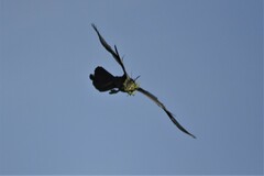 Anhinga rufa rufa