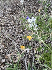 Mentzelia oligosperma