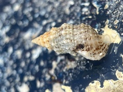 Cerithium eburneum
