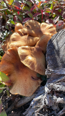 Armillaria mellea