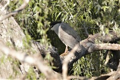 Nycticorax nycticorax nycticorax