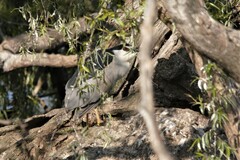 Nycticorax nycticorax nycticorax