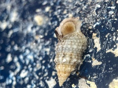 Cerithium eburneum