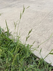 Eriochloa acuminata acuminata