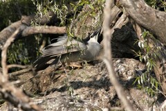Nycticorax nycticorax nycticorax