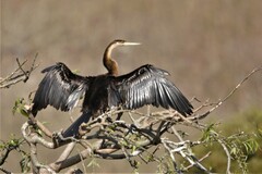 Anhinga rufa rufa