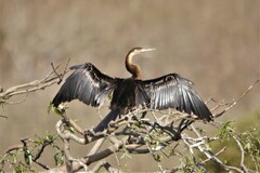 Anhinga rufa rufa