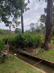 Hedychium coronarium