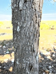 Quercus sinuata