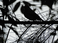 Ptiliogonys cinereus