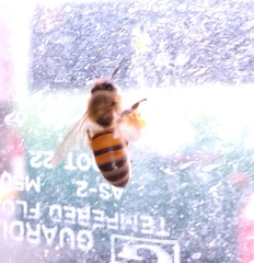 Apis mellifera