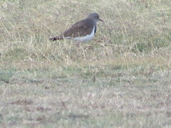 Vanellus melanopterus