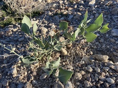 Cucurbita foetidissima