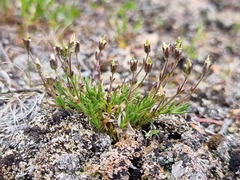 Caryophyllaceae