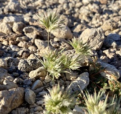 Scleropogoninae
