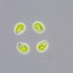 Chlamydomonadales
