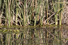 Zapornia flavirostra