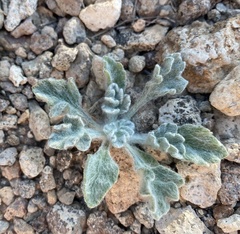 Scleropogoninae