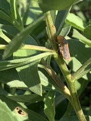 Oncometopia hamiltoni