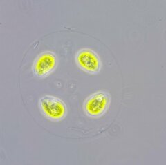 Chlamydomonadales